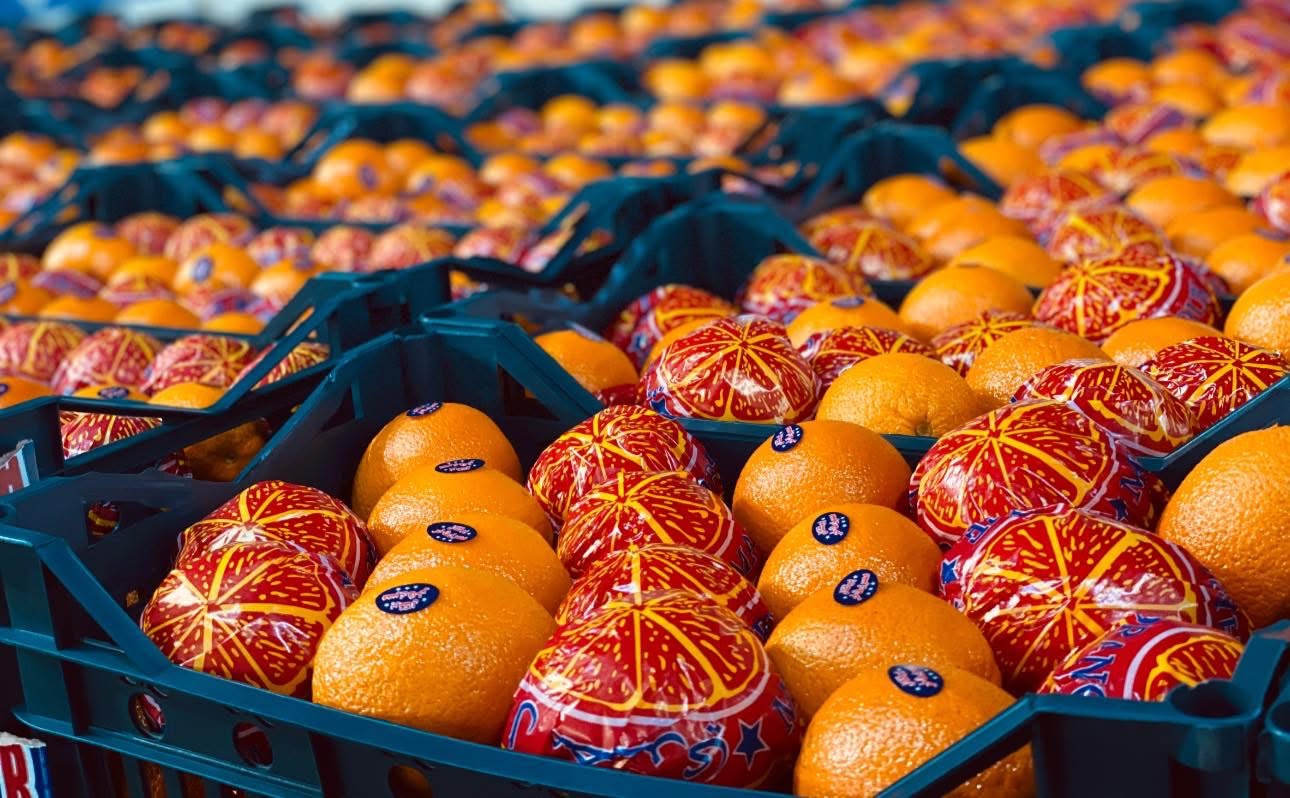 Świeża pomarańcza Valencia