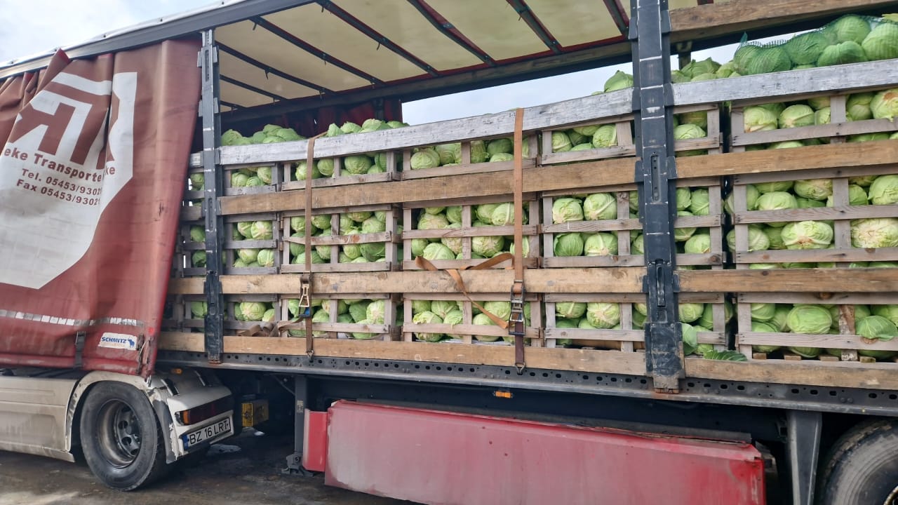 FIA GOGOT FRUIT GREECE SALONIK PRZYWRÓCI ŚWIEŻOŚĆ WARZYW Z SEZONU ZIMOWO-WIOSENNEGO, ZE ŚWIEŻĄ KAPUSTĄ, CENĄ PRODUCENTA, DUŻĄ ILOŚCIĄ PRODUKCJI I JAKOŚCIĄ