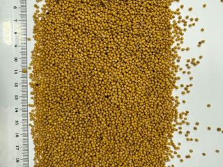 Oferujemy wysokiej jakości gorczycę o czystości 99-99,5%. Yellow mustard
