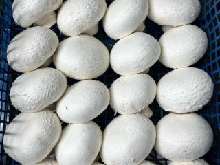 Sprzedam pieczarki białe, brązowe portobello, flat oraz boczniaki Pakujemy