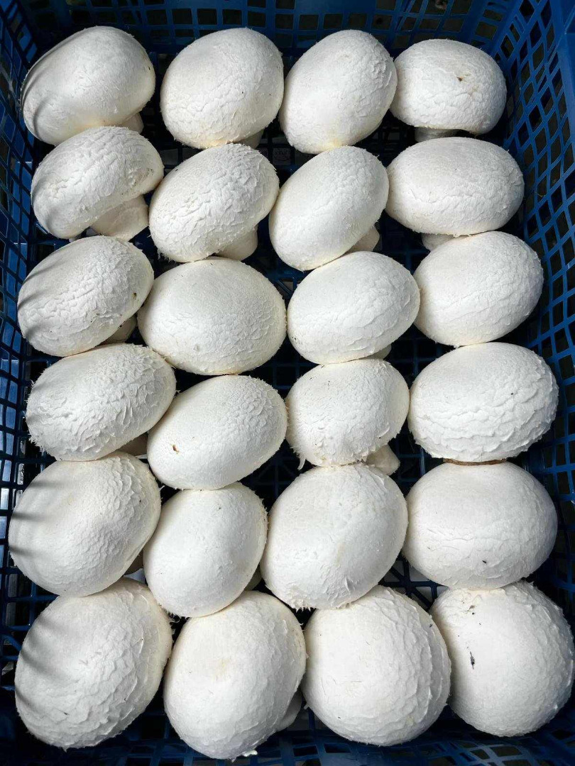 Sprzedam pieczarki białe, brązowe portobello, flat oraz boczniaki Pakujemy na indywidualne zamówienia Produkujemy 800 t pieczarek miesięcznie Posiadamy własny