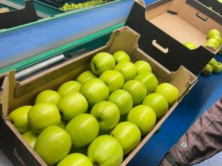 Golden Delicious to popularna odmiana jabłek znana ze słodkiego