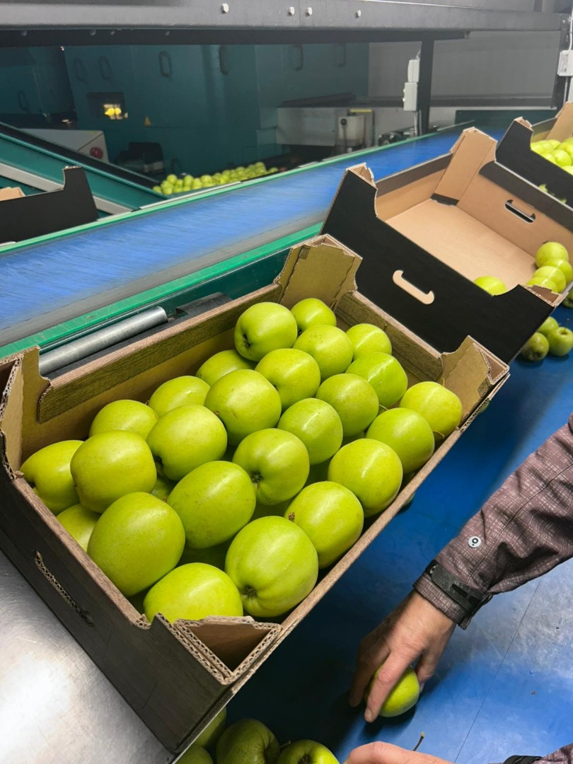 Golden Delicious to popularna odmiana jabłek znana ze słodkiego i łagodnego smaku