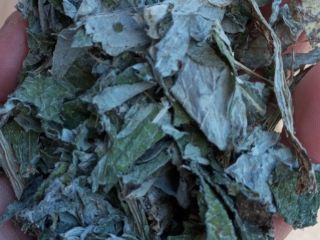 Sprzedam Karczoch - zbiór bezpośredni na suszarnię podłogową, brak
