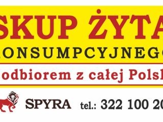 Skupujemy żyto o parametrach konsumpcyjnych: odmiany hybrydowe, dorodne i
