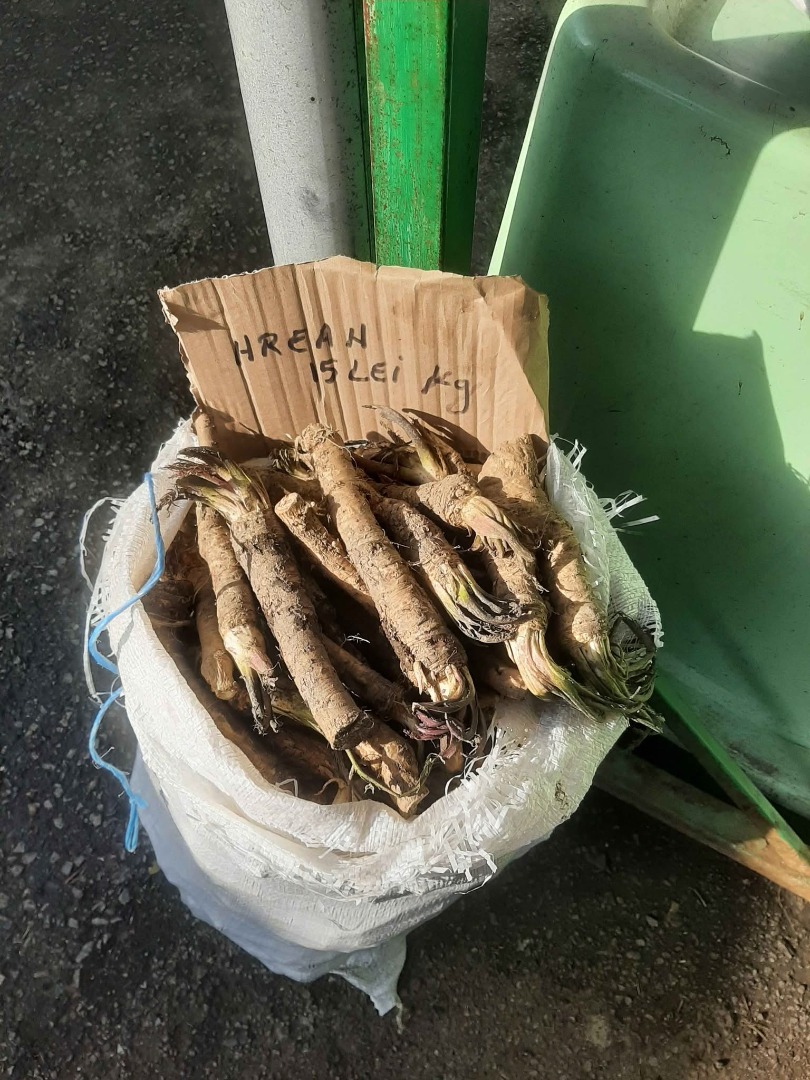 Sprzedaję 400 kg ekologicznego rumuńskiego chrzanu z ogrodu, ładnego i gęstego, do użytku na straganach, w gospodarstwie domowym, na musztardę itp