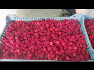 Mrożone maliny Willamette, jakość 90/10 (może być też 95/5),