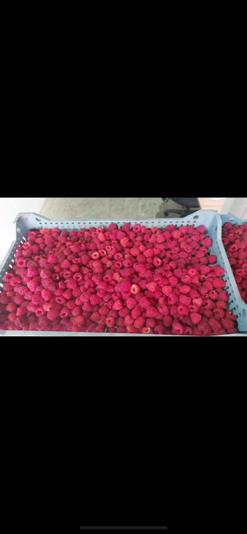Mrożone maliny Willamette, jakość 90/10 (może być też 95/5), opakowanie 1/10 kg (może być też 4 x 2,5 kg), papier pakowy