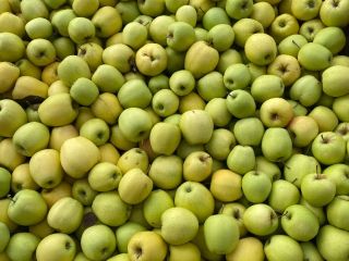 jabłko golden delicious