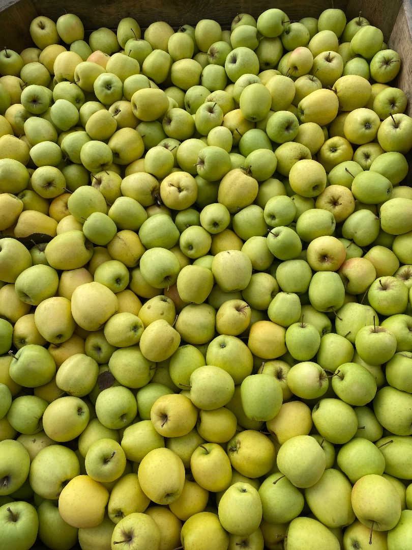 jabłko golden delicious