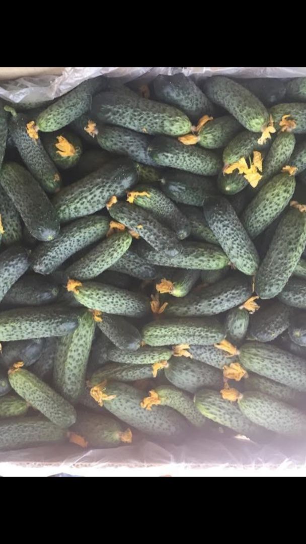 Ogórki na sprzedaż bezpośrednio od producenta