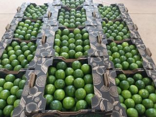 Świeże limonki bezpośrednio z farmy za pośrednictwem lotnisk Koszt