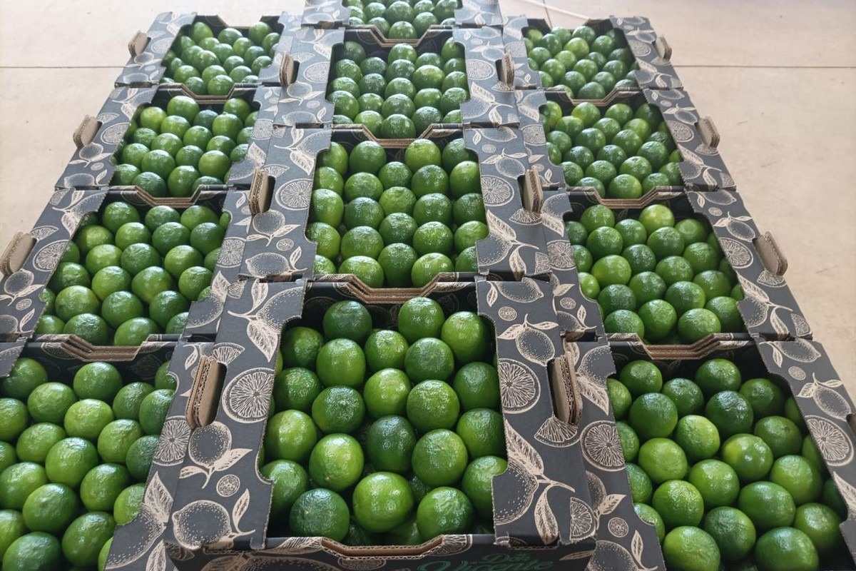 Świeże limonki bezpośrednio z farmy za pośrednictwem lotnisk Koszt przesyłki mniej więcej 1 USD za kilogram w zależności od lotniska