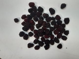 Sprzedam polską jeżynę mrożoną. Ilość około 2 ton. Pakowana
