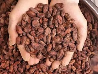 Nasiona kakao najwyższej jakości do produkcji czekolady J