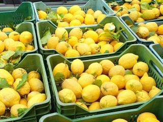W naszej ofercie znajdują się cytryny pochodzące z wybrzeża
