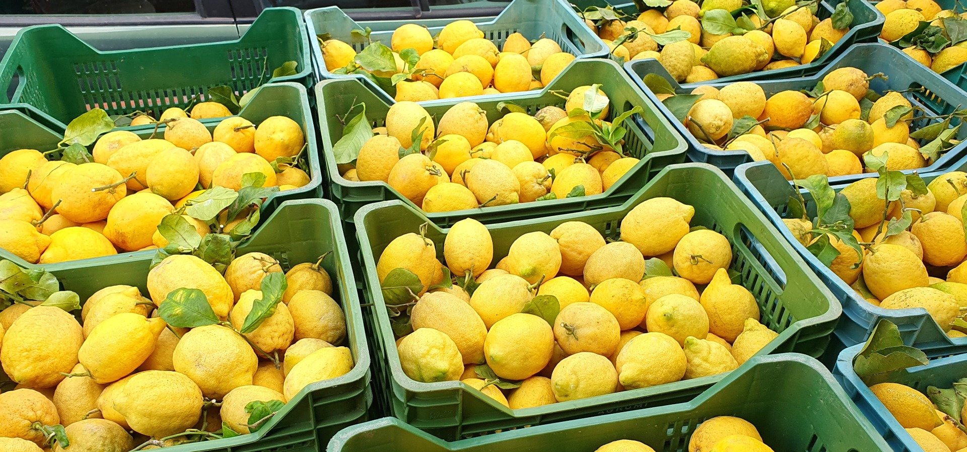W naszej ofercie znajdują się cytryny pochodzące z wybrzeża Amalfi, w stanie nieprzetworzonym, pochodzące z naszej plantacji
