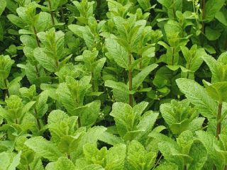 Cudownie aromatyczna mięta, 100% naturalna