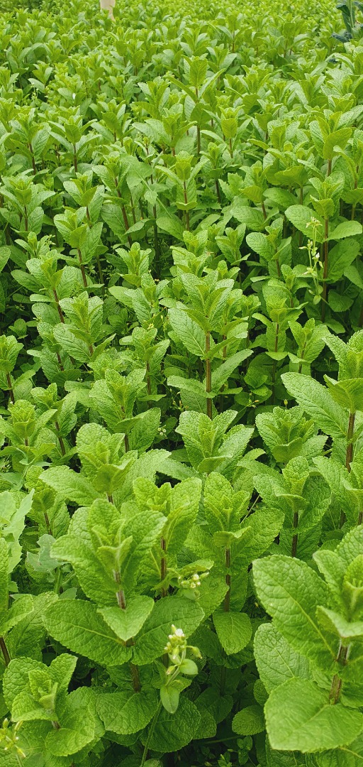 Cudownie aromatyczna mięta, 100% naturalna