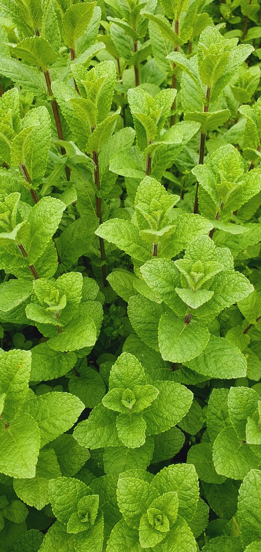 Mięta w 100% naturalna, bez żadnych substancji chemicznych
