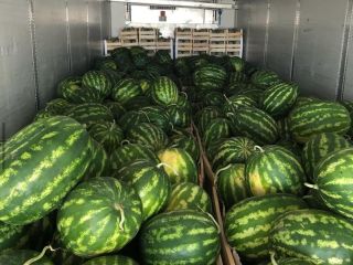 Pozdrowienia z Divjaka Albania Export, Z przyjemnością informujemy, że