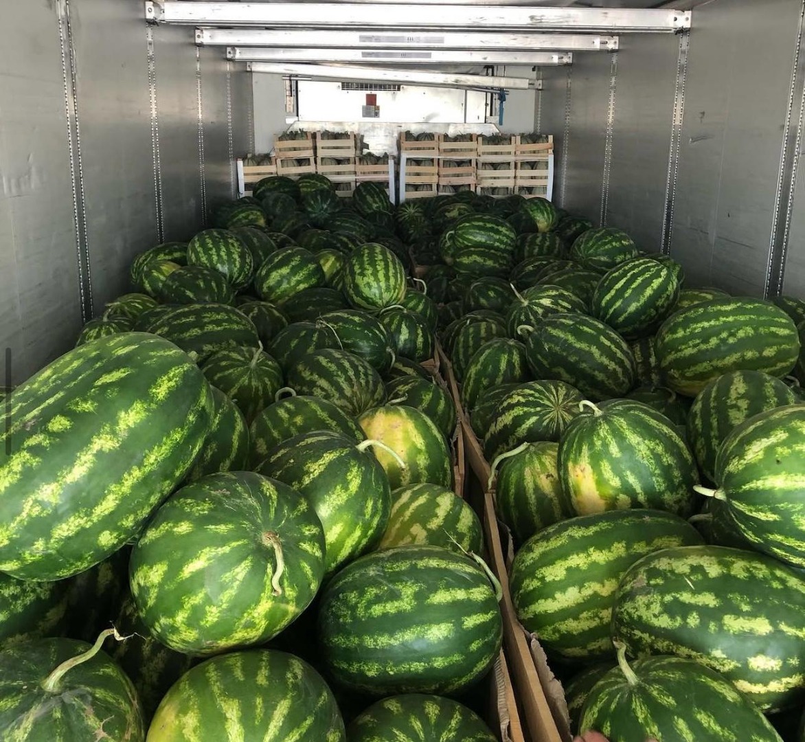 Pozdrowienia z Divjaka Albania Export, Z przyjemnością informujemy, że przygotowujemy się do nowego sezonu zbiorów i transportu arbuzów, który rozpoczyna się