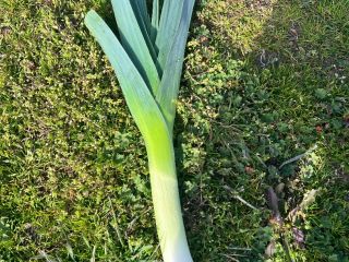 Pora zimowa – 100% ekologiczna! W sprzedaży świeża pora