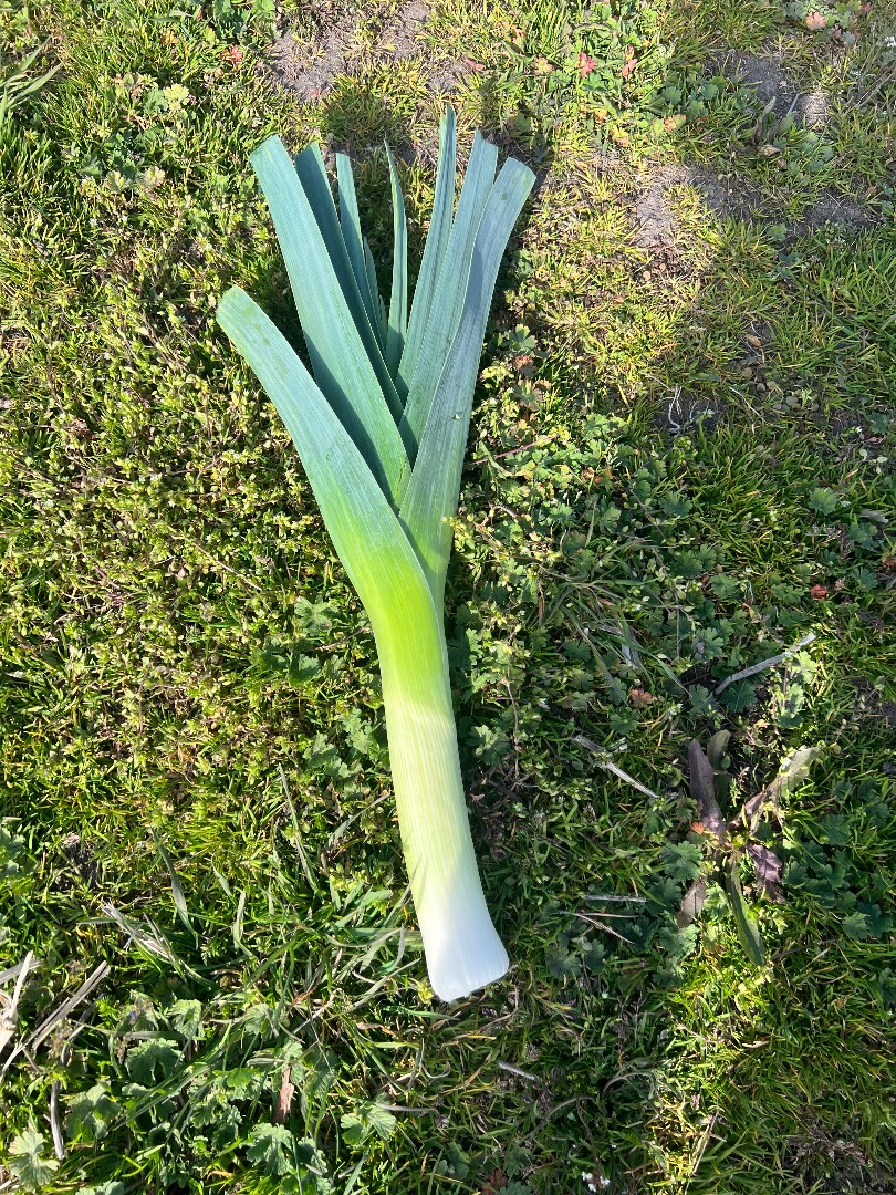 Pora zimowa – 100% ekologiczna! W sprzedaży świeża pora zimowa z ekologicznej uprawy