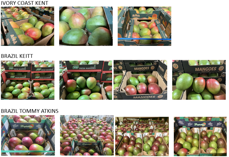 Mango z Wybrzeża Kości Słoniowej, Brazylii i Peru – odmiany Kent i Keitt, rozmiary od 5 do 12, głównie 7 do 9