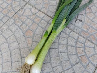 Cebula ze szczypiorem. Szykowana w pęczki. Może być w