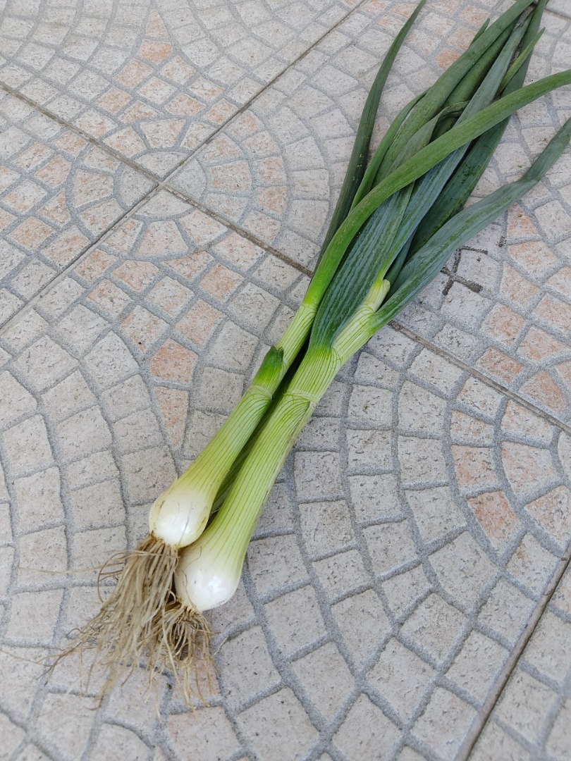 Cebula ze szczypiorem
