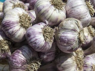 Świeży czosnek na sprzedaż – 0,42 € za cebulkę