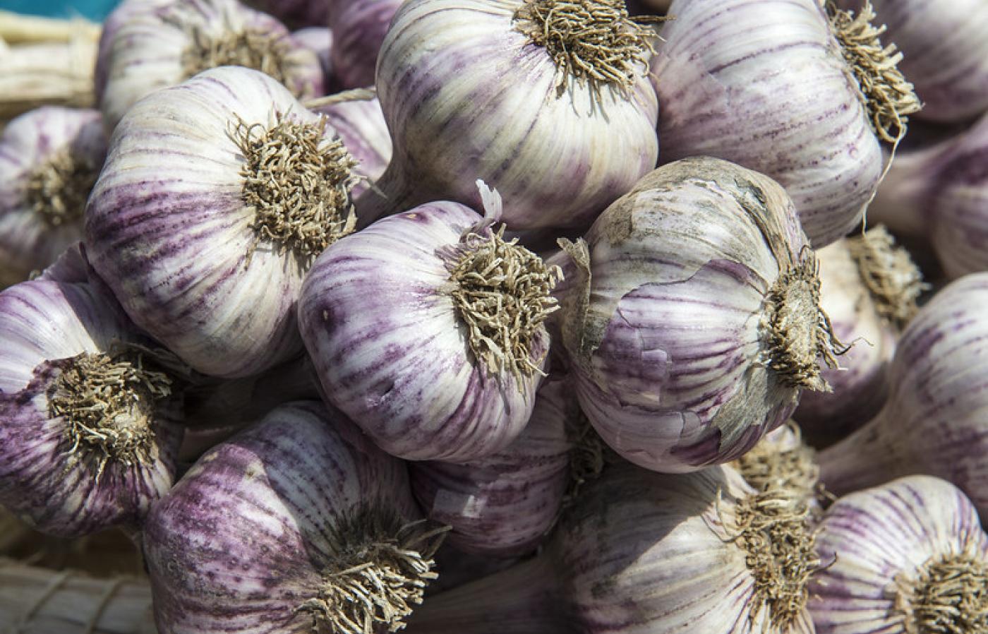 Świeży czosnek na sprzedaż – 0,42 € za cebulkę – tylko hurtowo Jesteśmy największym producentem czosnku w kraju, oferującym czosnek najwyższej jakości we