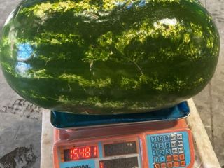 Już dostępne – Premium Delta Watermelons z Maroka Oferujemy