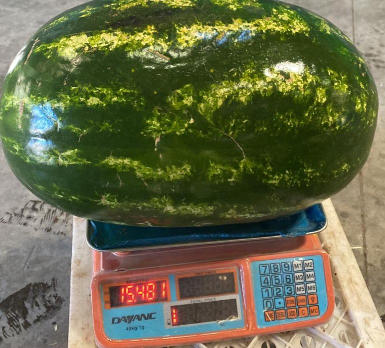 Już dostępne – Premium Delta Watermelons z Maroka Oferujemy wysokiej jakości arbuzy odmiany Delta, uprawiane w Maroku w optymalnych warunkach klimatycznych