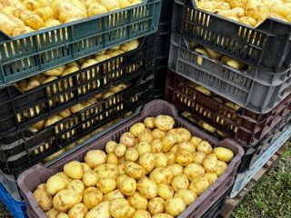 Sprzedam młode ziemniaki, cena uzależniona od ilości! Sprzedaż wyłącznie