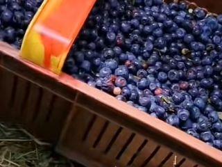 Dzień dobry zbiory odbędą się w 2025 roku są