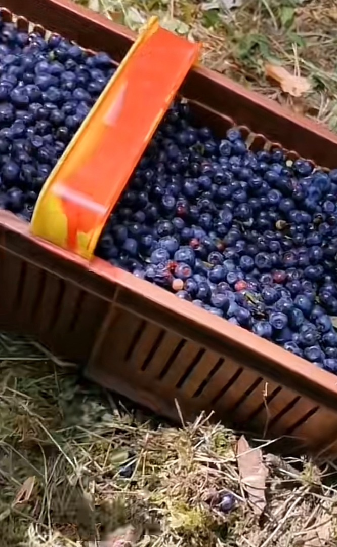 Dzień dobry zbiory odbędą się w 2025 roku są to naturalne leśne jagody które będą zbierane na bieżąco sprzedaż rozpocznie się 1lipca Zaznaczam są zbierane oraz