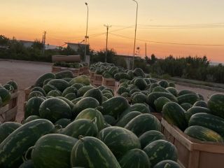 Cześć. Niezawodny hurtownik od 10 czerwca sprzedaje doskonałej jakości