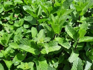 Świeża, bardzo aromatyczna, dobrze rozwinięta, ręcznie uprawiana i ekologiczna