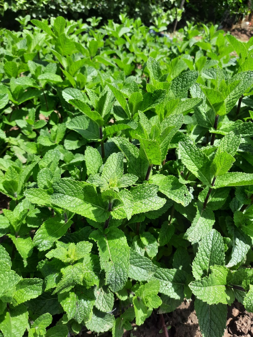 Świeża, bardzo aromatyczna, dobrze rozwinięta, ręcznie uprawiana i ekologiczna mięta holenderska