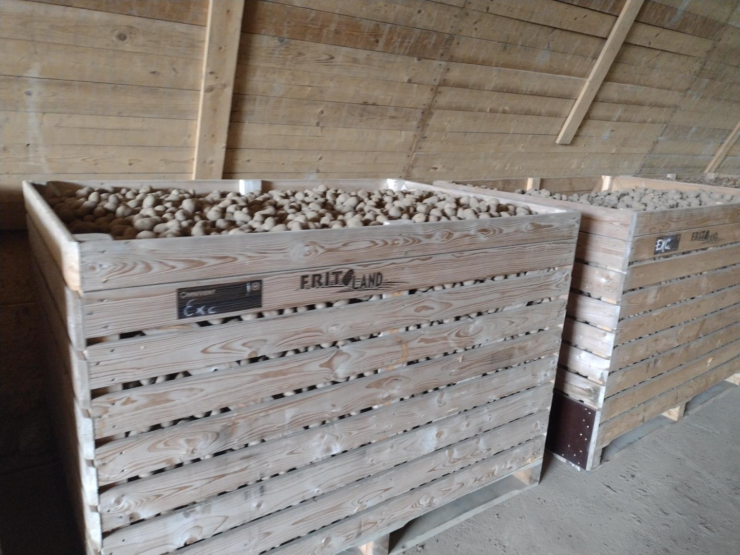 Ziemniaki na sprzedaż – Lilly, Edison, Ludmila – 45 ton z przechowalni | Rozmiar 30–45 mm Dostępne w sprzedaży: Ilość całkowita: 45 ton ziemniaków z chłodni