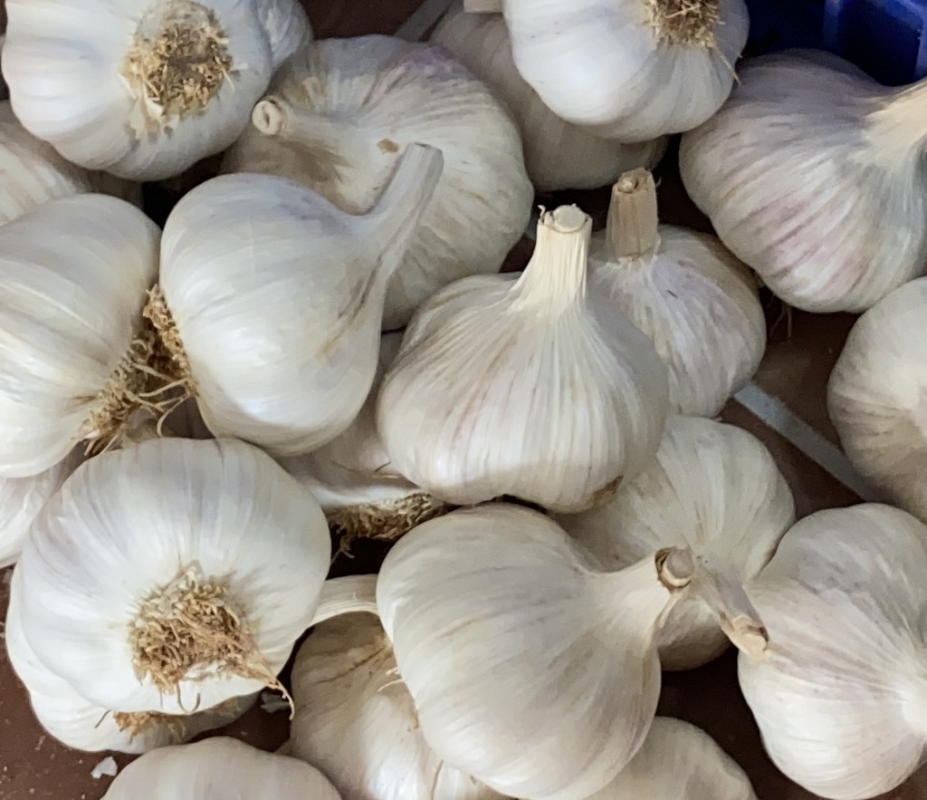 HISZPAŃSKI CZOSNEK FIOLETOWY: Nasz fioletowy czosnek wyróżnia się: ✔️ Intensywnym smakiem i niepowtarzalnym aromatem ✔️ Wysoką zawartością allicyny, idealną