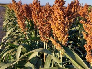 Szukamy do sprzedaży 1200 ton czerwonego sorgo z Zambii