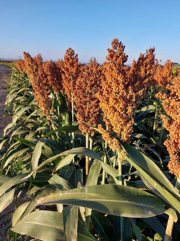 Szukamy do sprzedaży 1200 ton czerwonego sorgo z Zambii