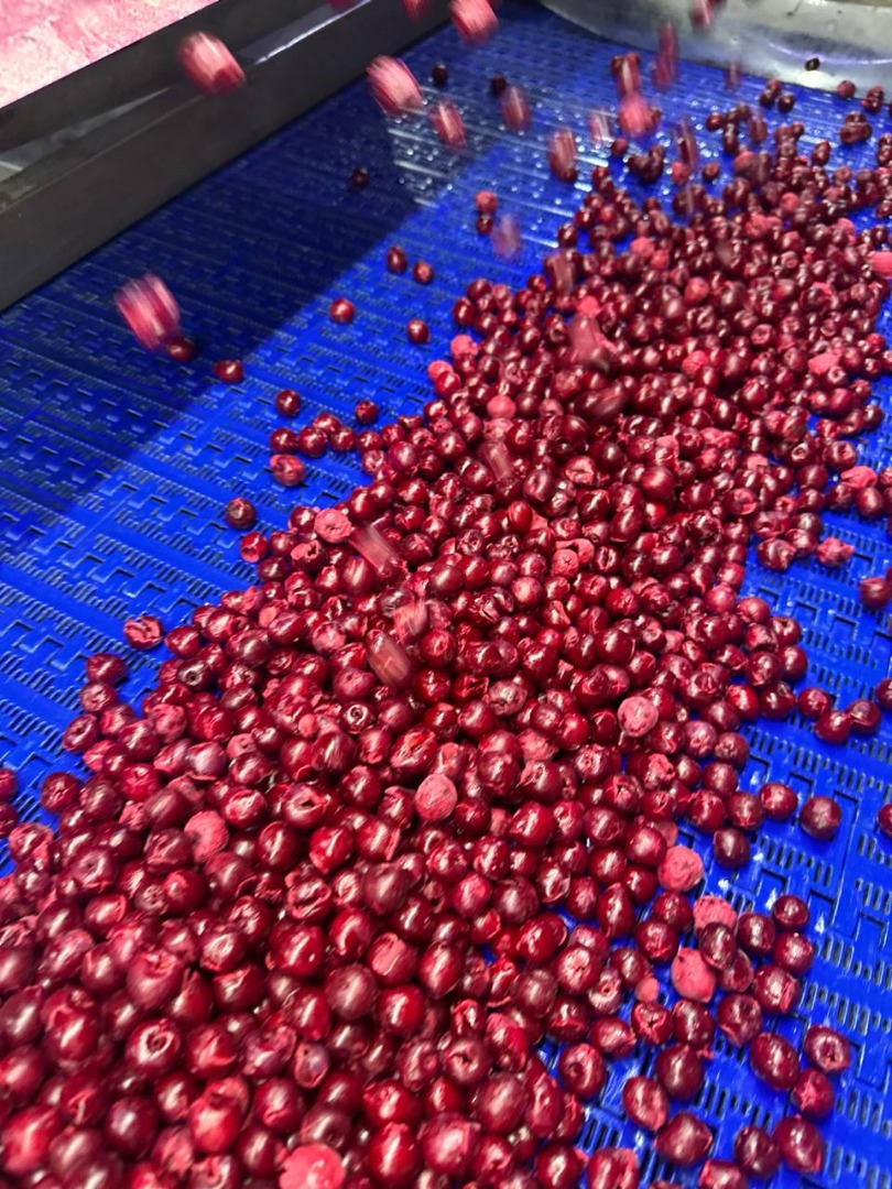 WIŚNIA MROŻONA IQF z pestką, bez pestki (KOSTKA) WIŚNIA MROŻONA IQF BEZ PESTKI WIŚNIE MROŻONE IQF MROŻONE MORELE IQF MROŻONE ŚLIWKI IQF MROŻONE MELONY IQF