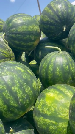 ARBUZ GRECKI, odmiana: Floryda lub Wikien – HURT Bezpośredni import z Grecji