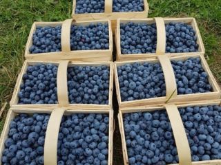 Sprzedam świeżą borówkę amerykańską prosto z plantacji Różne opcje
