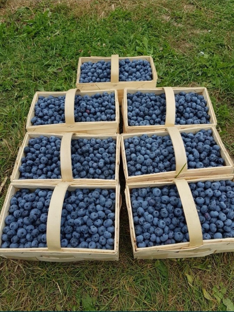 Sprzedam świeżą borówkę amerykańską prosto z plantacji Różne opcje pakowania- skrzynka pieczarkowa, kobiałka, punetka Duke, chandler, blue crop Cena do