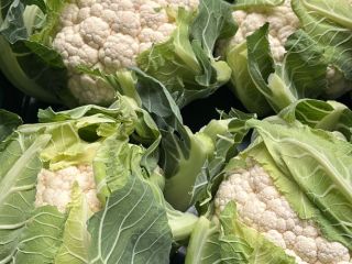 Do sprzedania świeży kalafior 6szt/karton Paleta/65kartonów Lokalizacja: Prinsenbeek, Noord